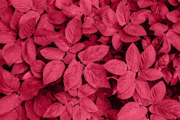 Viva Meganta toned red magenta tropical leaves. Flat lay and leaf background with copy space