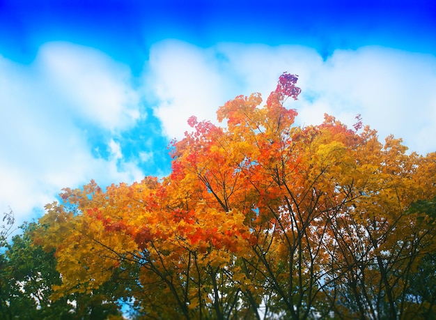 Vivid autumn top of the park trees background