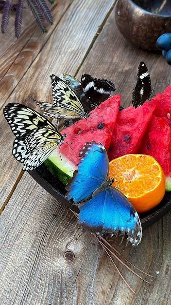 A vivid closeup of butterflies feeding on fresh watermelon and orange slices on a wooden surface