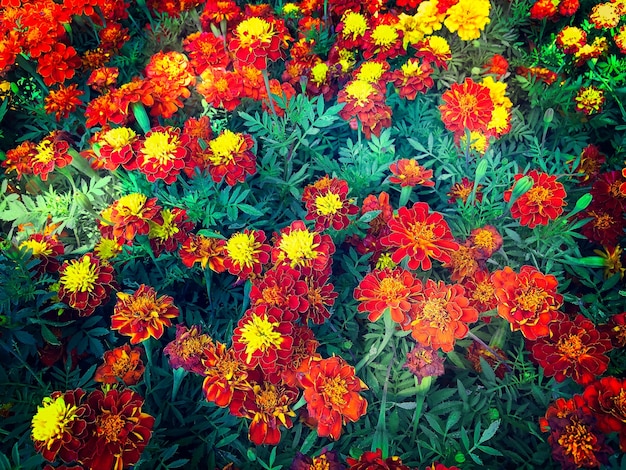 Vivid Colorful Flower Field Background