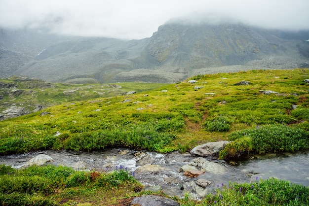 Vivid green alpine landscape with mountain creek among rich vegetation