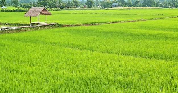 Vivid green paddy field of immature rice plants with a rustic style pavilion, Thailand