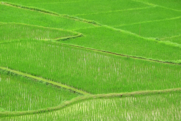 Vivid green paddy field with growing rice plants