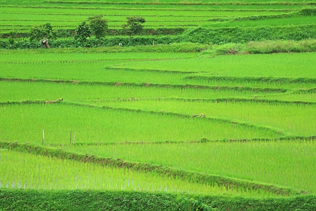 Vivid green paddy field with growing rice plants