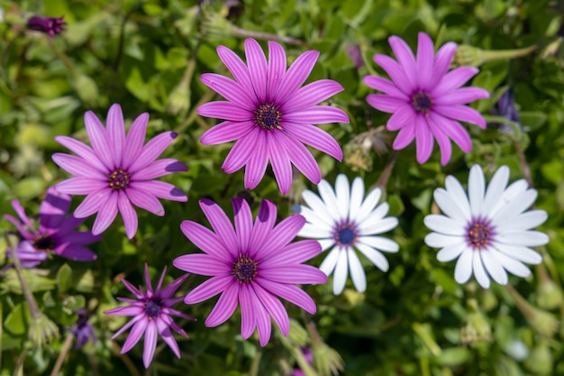 Vivid mesembryanthemums flowering in Manarola Liguria Italy