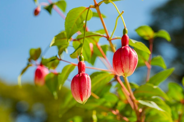 Vivid pink fuchsia buds with soft green blurred background