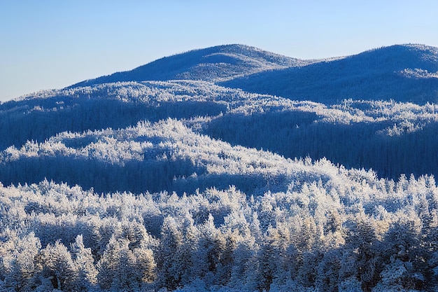 Vivid white spruces on a frosty day