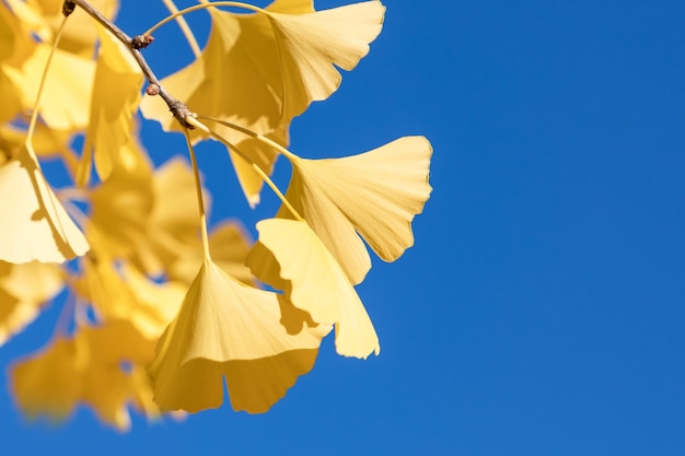 Vivid yellow Ginkgo Biloba autumn leaves and deep blue sky copy space