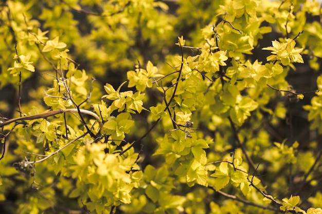 Vivid yellow-green leaves of garden bush. Natural background. Spring and summer season