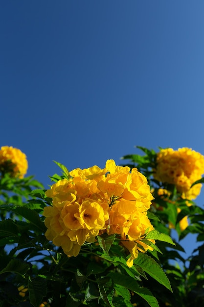 Vivid yellow tropical flowers against blue sky with copy space