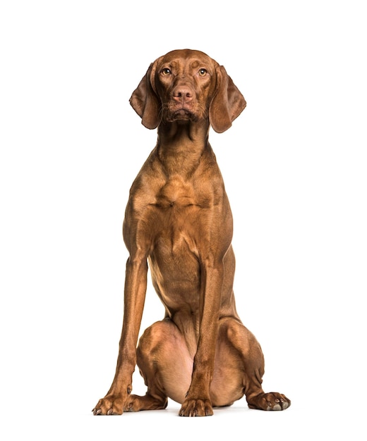 Vizla sitting against white background