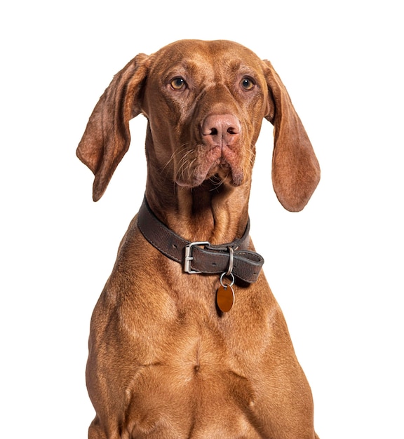 Vizla wearing a collar isolated on white