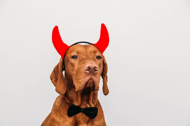 Vizsla dog in devil costume for halloween