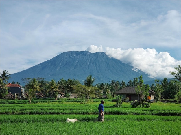 Volcano Agung on the island of Bali emits smoke Morning view of the volcano over a green rice field