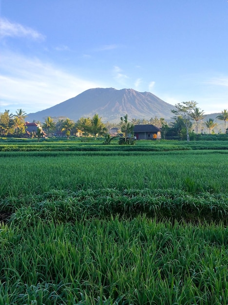 Volcano Agung on the island of Bali emits smoke Morning view of the volcano over a green rice field