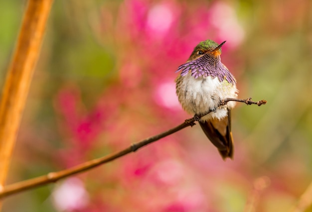 Volcano hummingbird