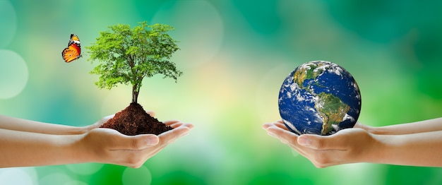 Volunteering hand holding earth and growing tree with butterfly over green blur background. World Environment and Green concept. Elements furnished by NASA.