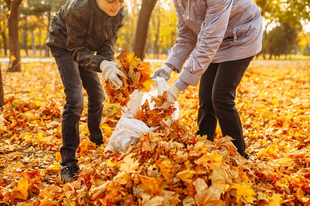 Volunteers cleaning the park from fallen yellow leaves. Autumn landscape. People are shoveling heaps of foliage. Environment protection activists.