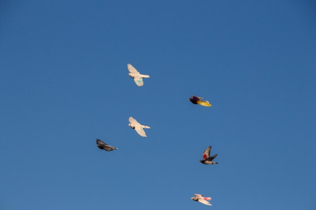 Vuelo de competicion de palomos deportivos