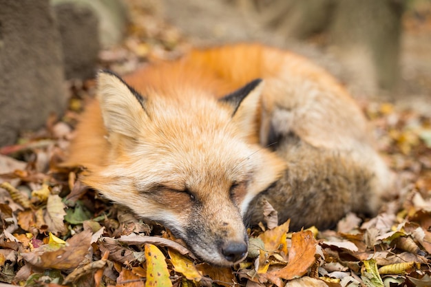 Vulpes vulpes sleeping