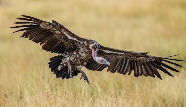 Vulture is landing near the ground.