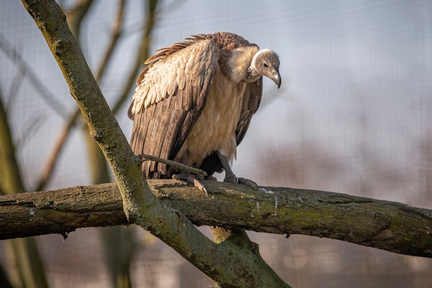 Vulture sitting on a branch Tree