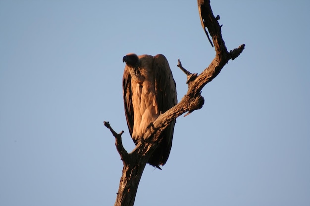 Vulture in a treet in South Africa