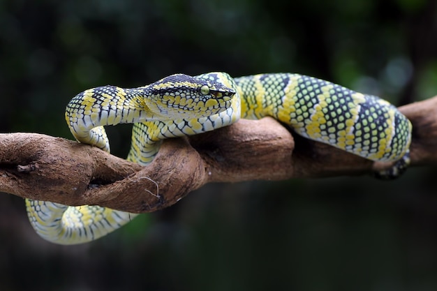 wagler pit viper, venomous snakes, Tropidolaemus wagleri