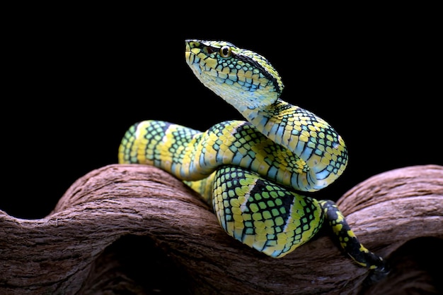 Wagler's Pit Viper in black background