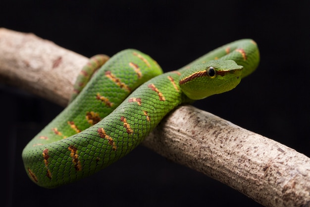 Wagler's pit viper  on tree branch isolated on black