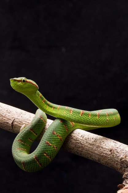 Wagler's pit viper  on tree branch isolated on black