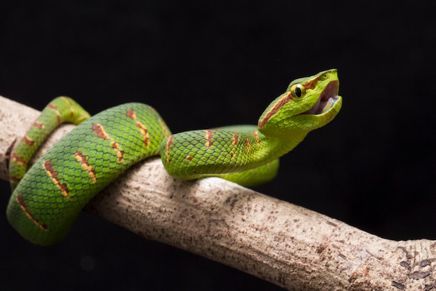 Wagler's pit viper  on tree branch isolated on black