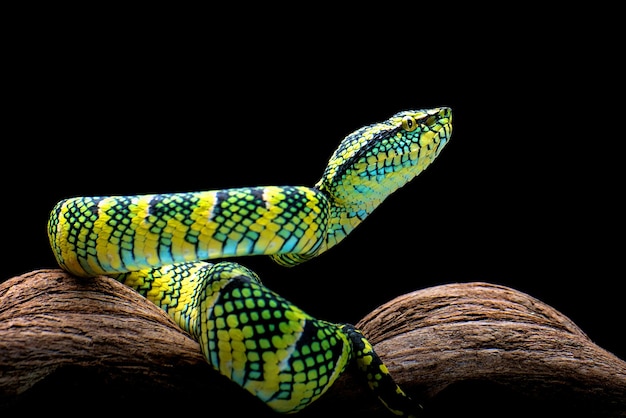 Wagler's pit viper on tree branch