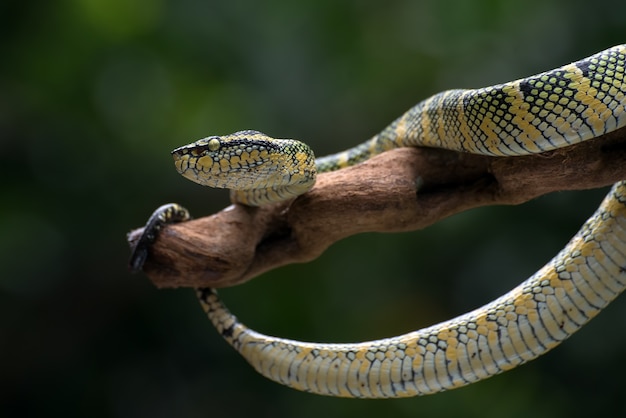 Wagler's pit viper on a tree branch