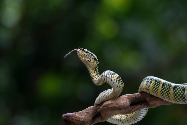 Wagler's pit viper on a tree branch