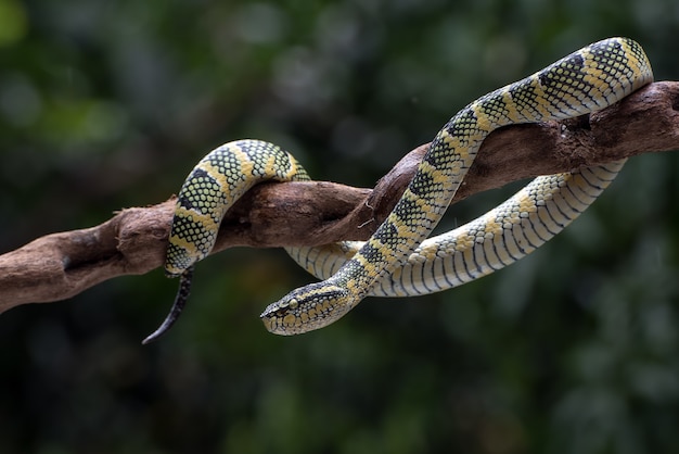 Wagler's pit viper on the tree branch