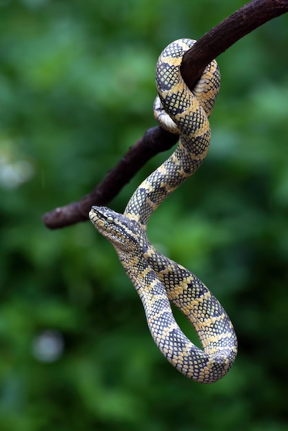 Wagleri pit viper snake closeup head on branch beautiful color wagleri snake Tropidolaemus wagleri