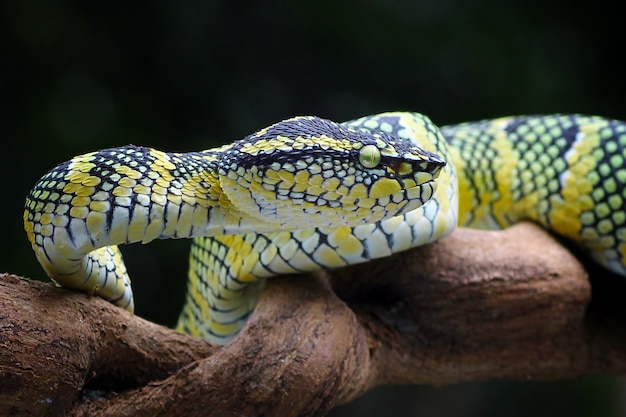 wagleri pit viper snakes tropidolaemus wagleri