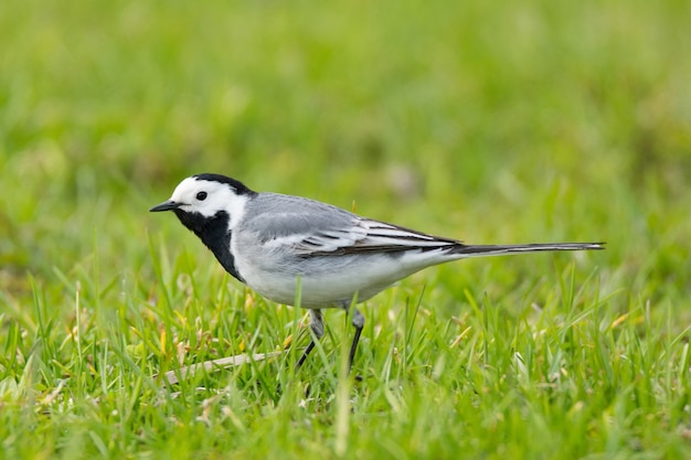 Wagtail bird on the grass