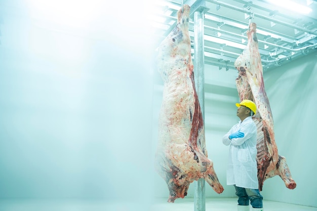 A wagyu butcher holding a tablet inspects the parts counts the stock of Japanese wagyu beef hanging in the cold room