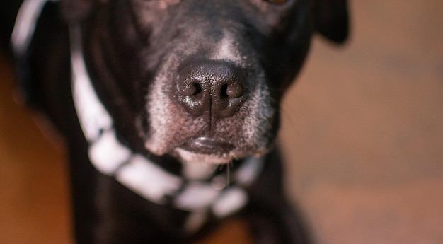 Waiting Close up view of the cute black pit bull dog sitting on the floor and waiting calmly for the haircut at the beauty dog salon Stock photo