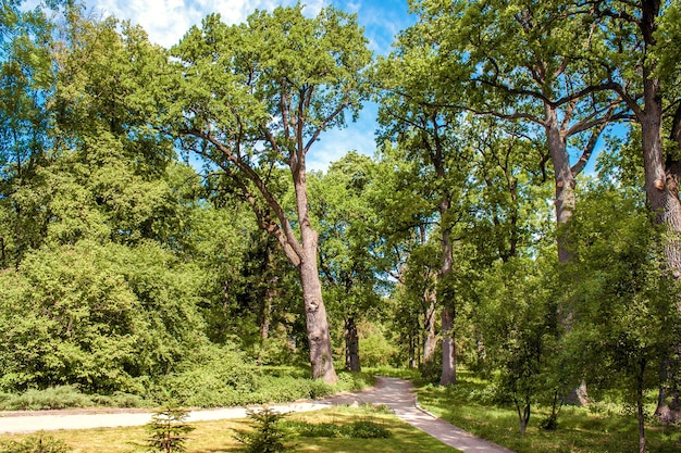 Walk in the arboretum in summer