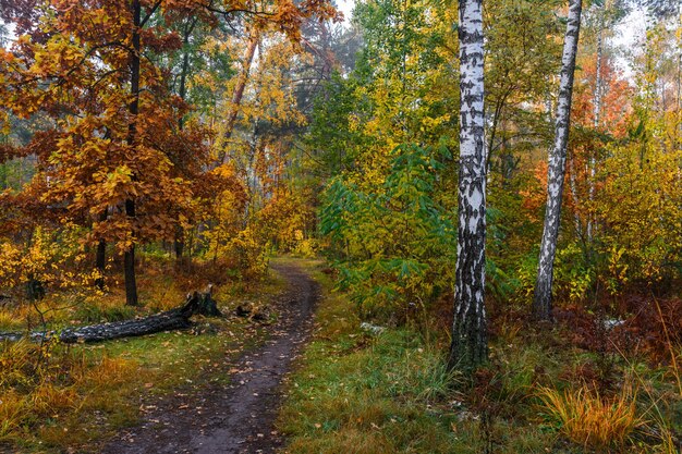 Walk in the autumn forest. Autumn colors. Autumn fogs. Autumn colors