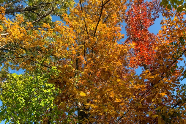 Walk in the autumn forest. Autumn colors. Autumn fogs. Autumn colors