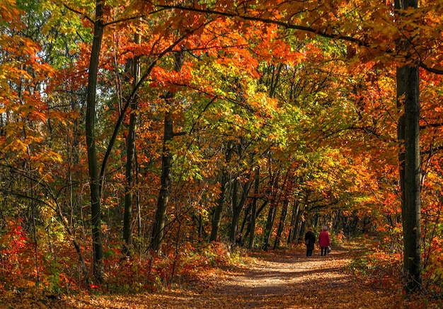 Walk in the autumn forest. Autumn colors. Autumn fogs. Autumn colors