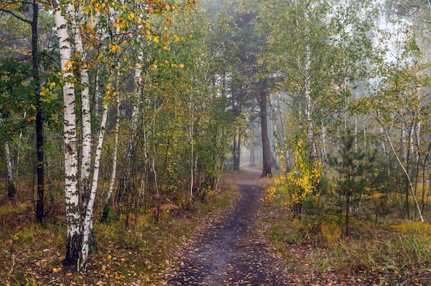 Walk in the autumn forest. Autumn colors. Autumn fogs. Melancholy.