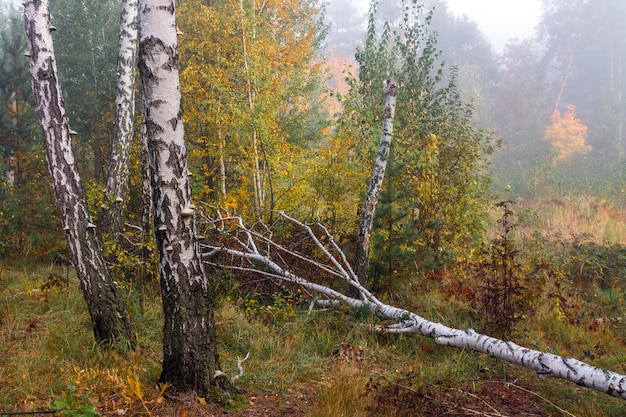 Walk in the autumn forest. Autumn colors. Autumn fogs. Melancholy.