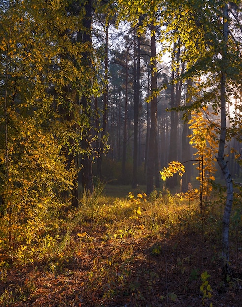 Walk in the autumn forest. Autumn colors. Sunlight