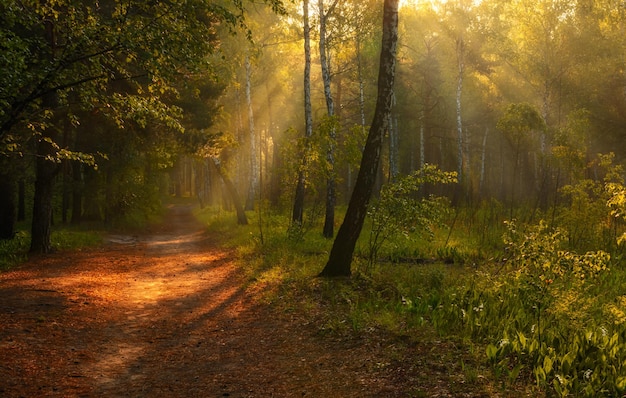 Walk in the autumn forest. Morning. Sunlight. Sun rays