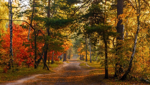 Walk in the forest. Early morning. Sun rays. Autumn beauty